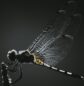 dragonfly, insect, wings-5639879.jpg